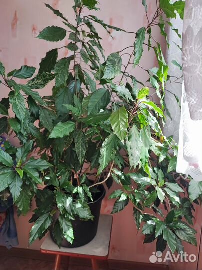 Гибискус китайская роза