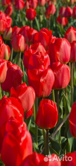 Цветы луковицы многолетние ирисы мускари тюльпаны