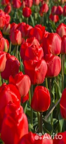 Цветы луковицы многолетние ирисы мускари тюльпаны