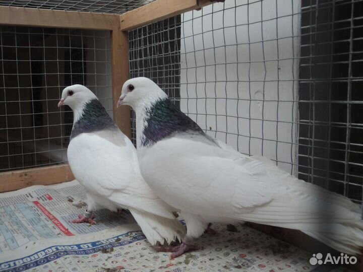 Пермские высоколетные гривуны