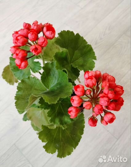 Пеларгония тюльпановидная герань