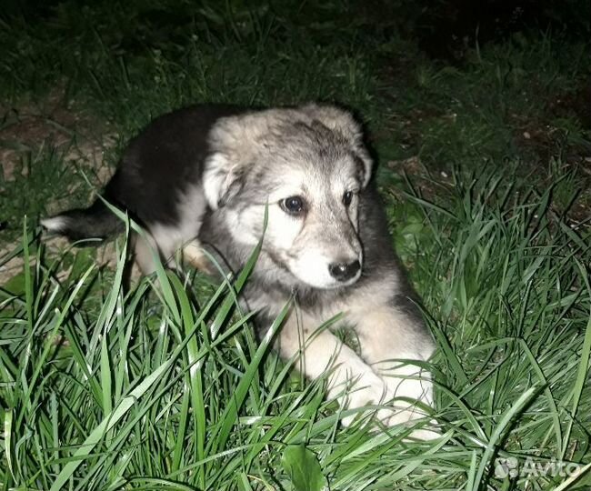 Щенок крупный