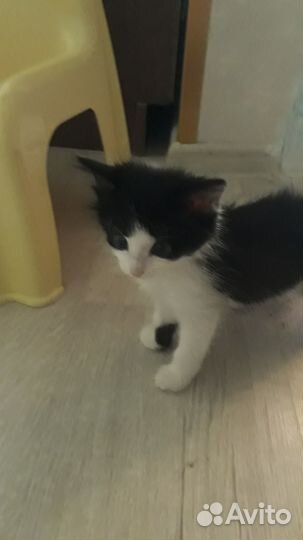 Котята в добрые руки бесплатно