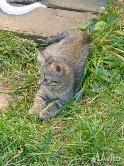 Котенок (мальчик) в добрые руки