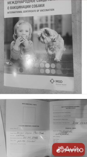 Продам корги