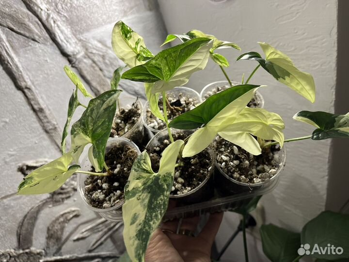 Сингониум Alda variegatta