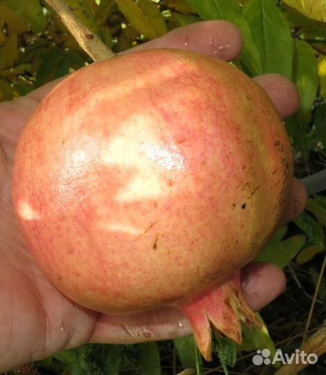 Саженцы крупного граната