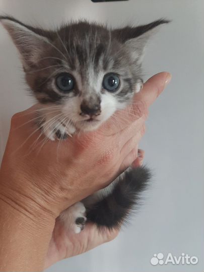 Котенок в добрые руки