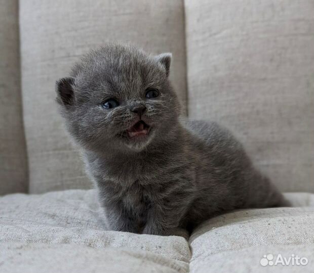 Британские котята