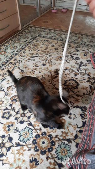 Передержка,зооняня