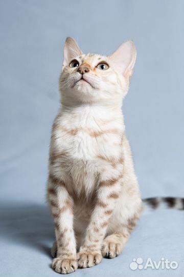 Бенгальский кот