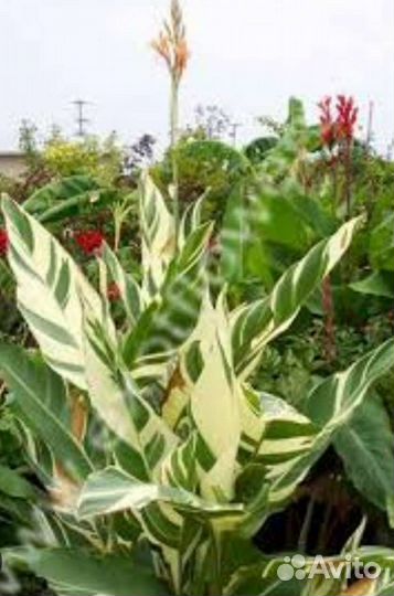 Канны клубни