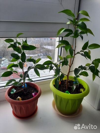 Фикус бенджамина