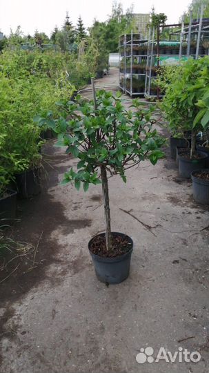 Гортензия метельчатая на штамбе