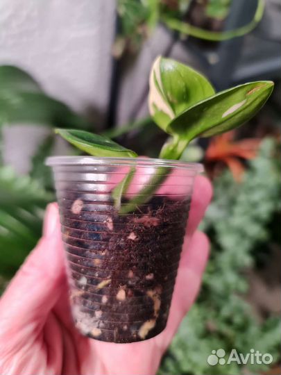 Филодендрон кобра