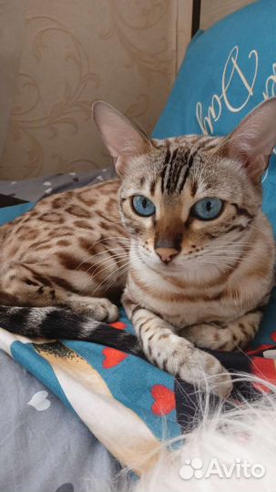 Бенгальская кошка