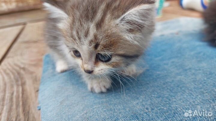 Отдам в добрые руки