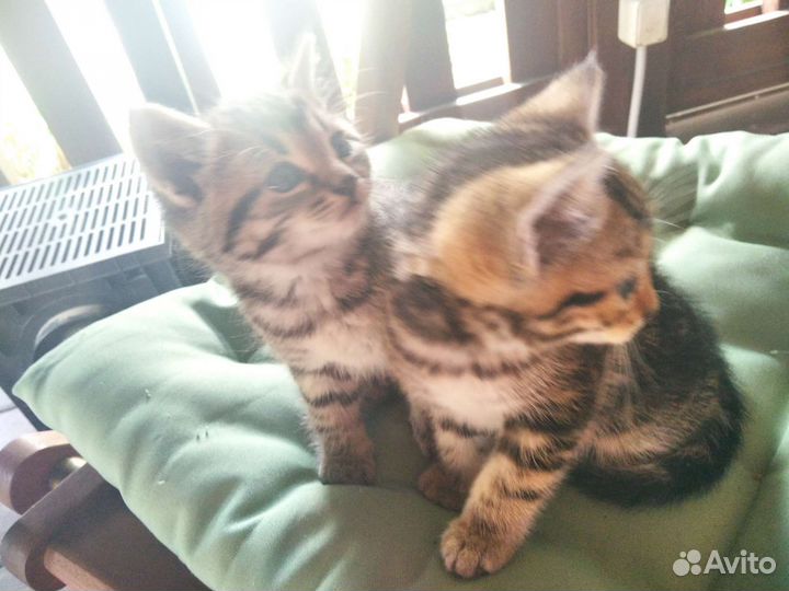 Очаровательные котята ищут новый дом