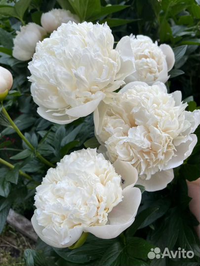 Пионы деленки Колонел Оуэн Казинс