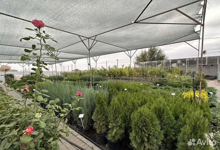 Питомник растений