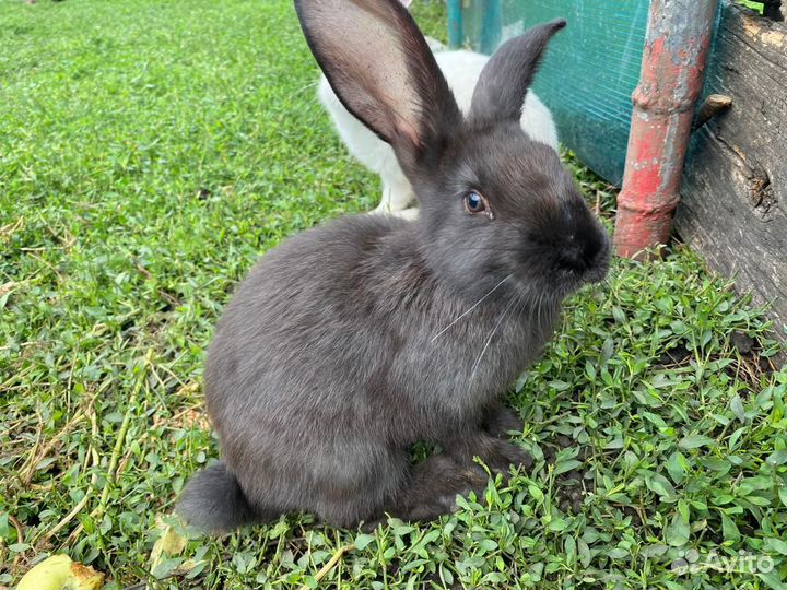 Кролики мясных пород