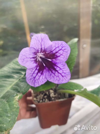 Стрептокарпусы