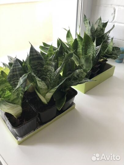 Сансевиерия щучий хвост маленькая