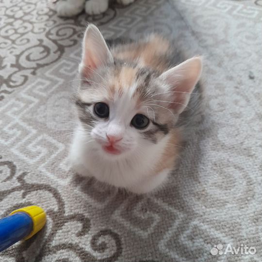 Котенок трёхцветный