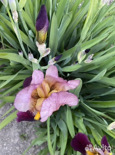 Ирисы клубни