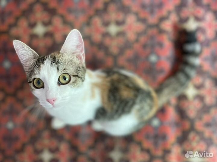 Котенок 9 мес девочка стерилизованная