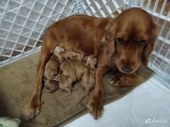 Английский кокер спаниель