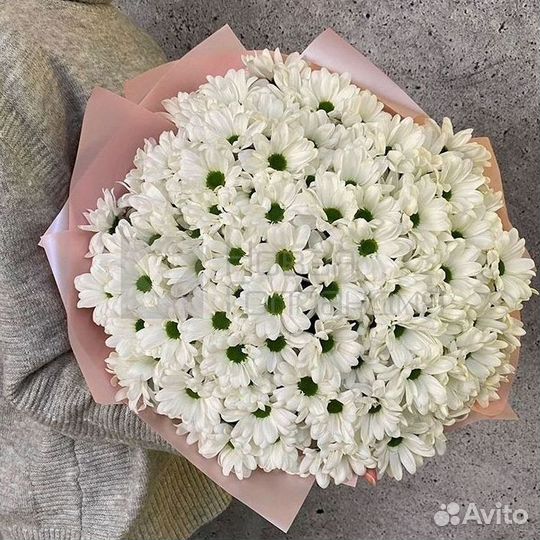 Хризантема Цветы Доставка