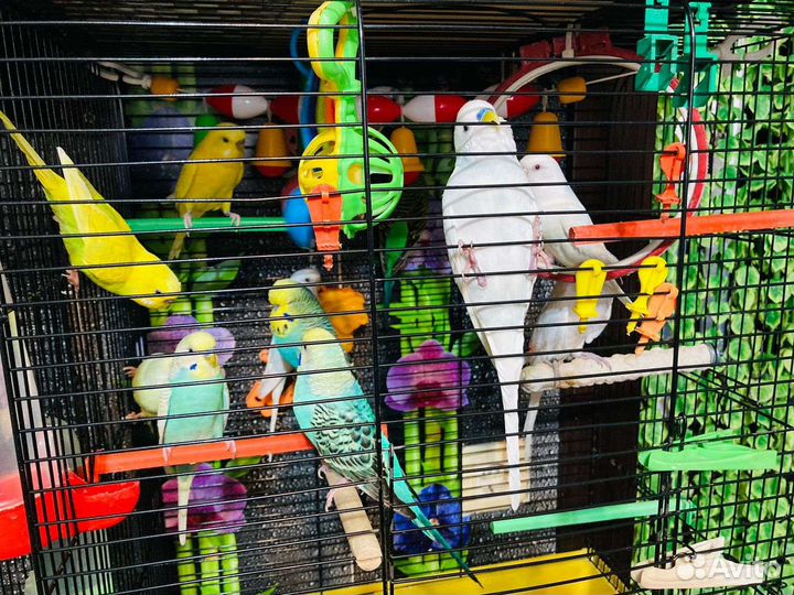 Попугай Розелла