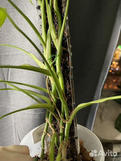 Монстера альба мини вар