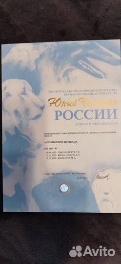 Амер.Стаффордширский терьер. Кобель на вязку