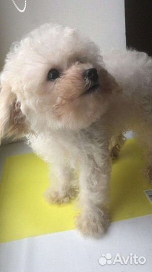 Солнышки мальтипу