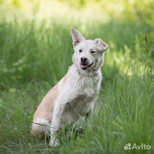 Собака Волга, 1 год, игривая и контактная