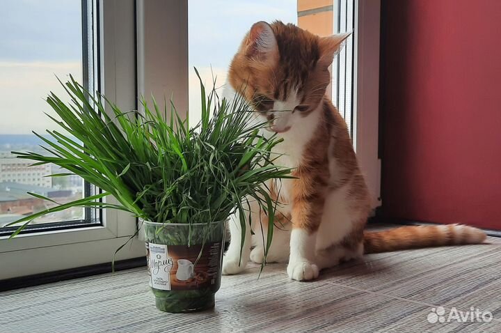 Отдам в добрые руки самого послушного котика
