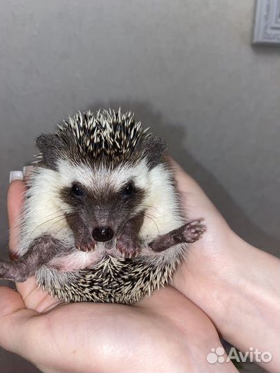 Африканский ежик