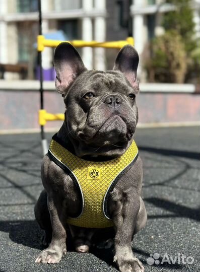 Французский бульдог кобель вязка