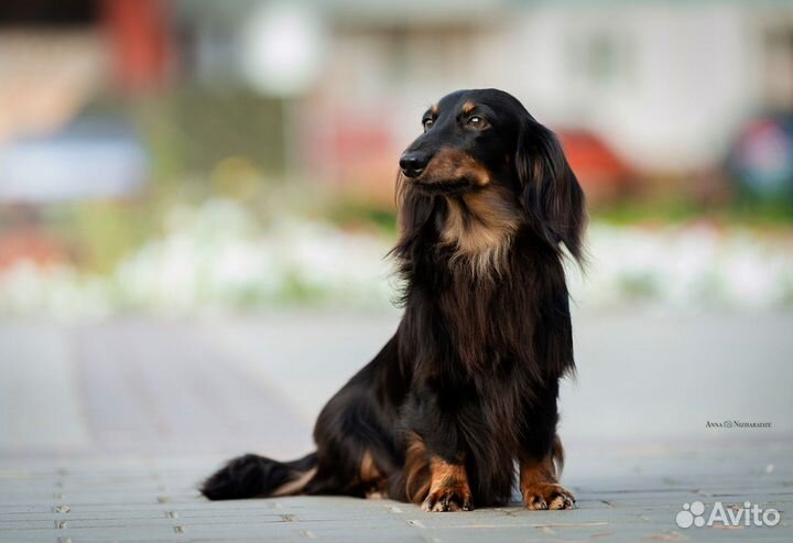 Вязка кабеля такса кроличья д/ш