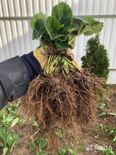 Рассада клубники купчиха