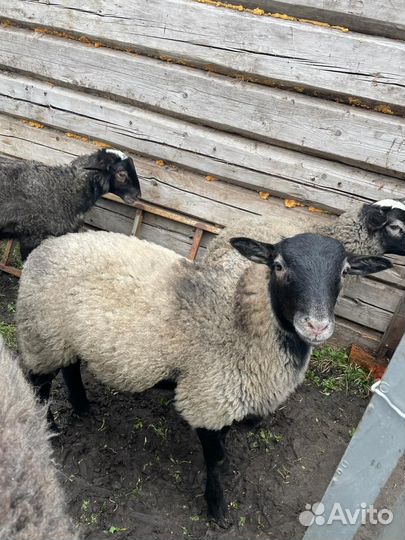 Баранчик на племя