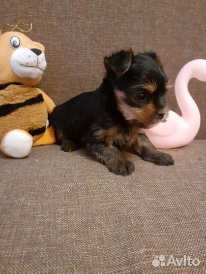 Йоркширский терьер