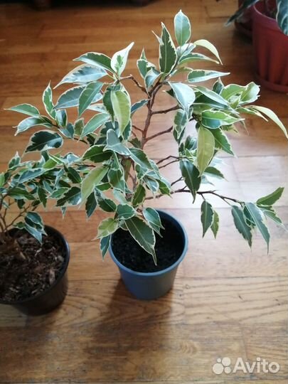 Фикус Бенджамина мелколистный