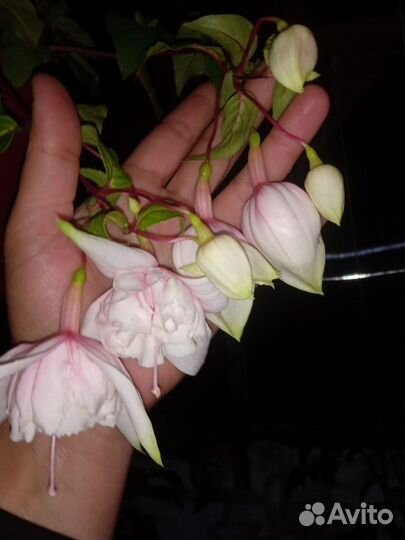 Фуксия ампельная