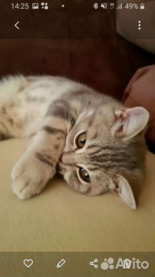 Британские котята