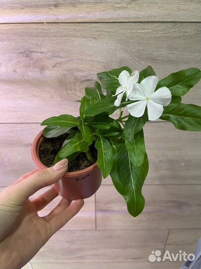 Катарантусы