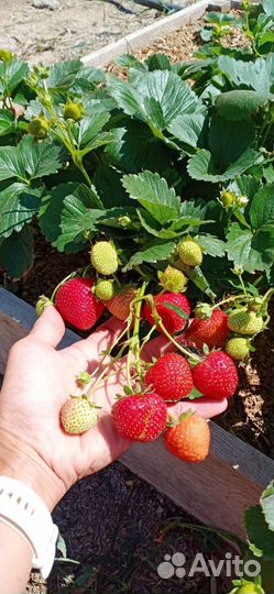 Саженцы ремонтантной клубники Хадемар