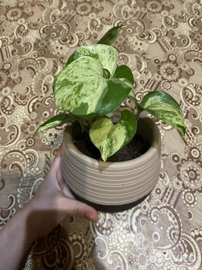 Эпипремнум хэппи лиф, бегония